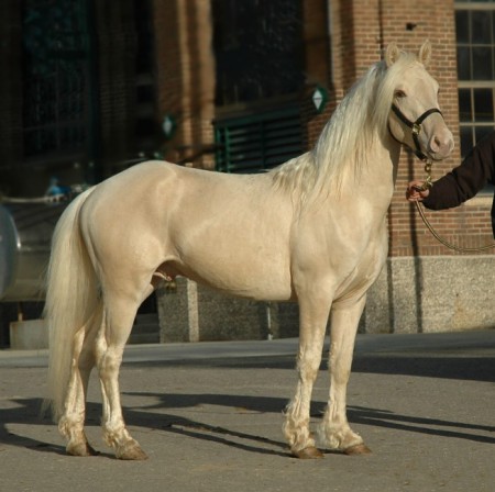 White Gold